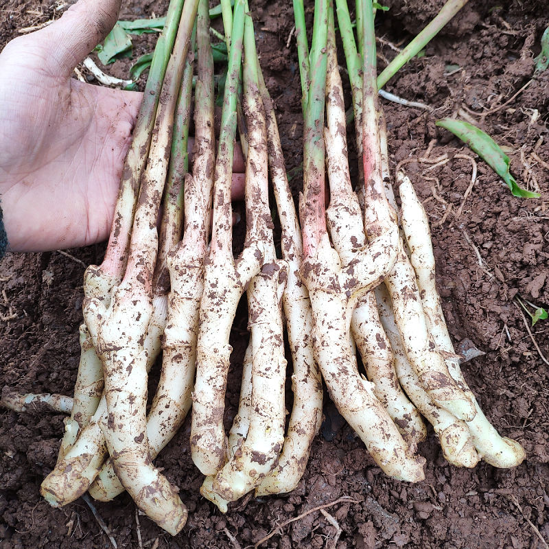 四川农家本地仔姜新鲜细仔姜小仔姜嫩姜姜芽新鲜现挖做泡菜炒肉