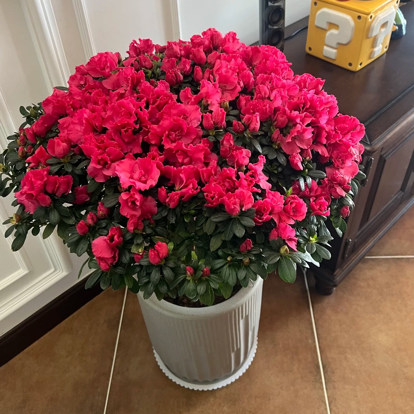 【四季杜鹃花】满树花苞杨梅红好养易活（冠幅35+）花卉花卉盆栽室内