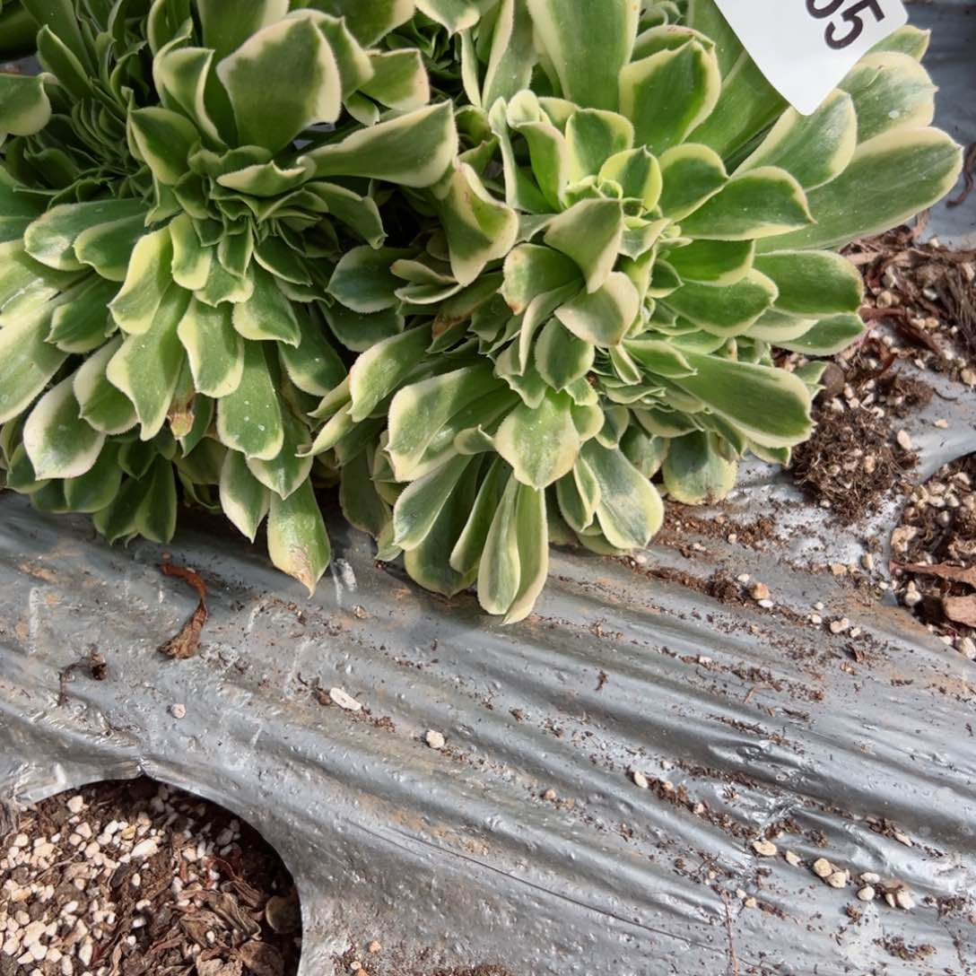 755 号多肉植物法师新年福利