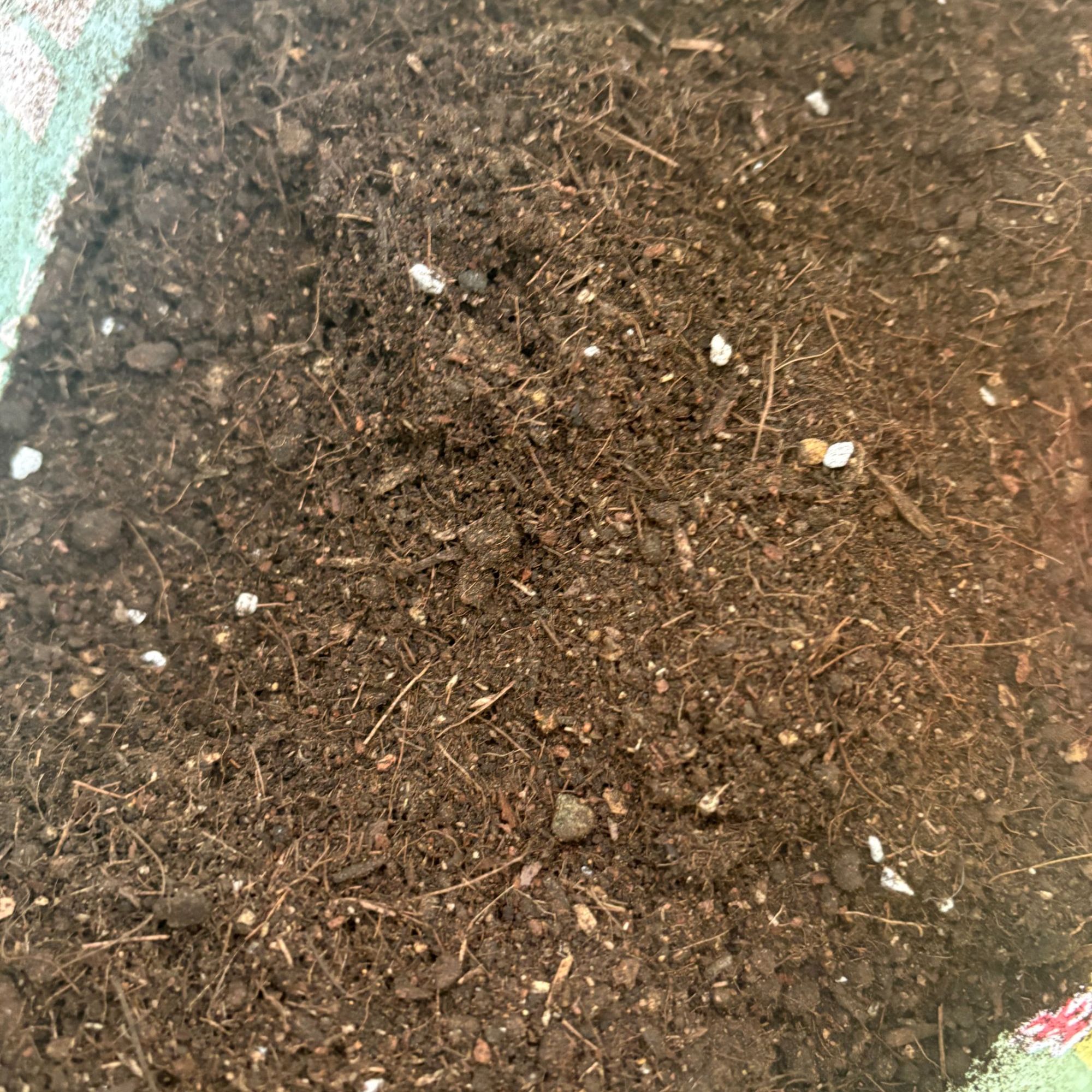 朱顶红专用 新手养花必备营养肥料土