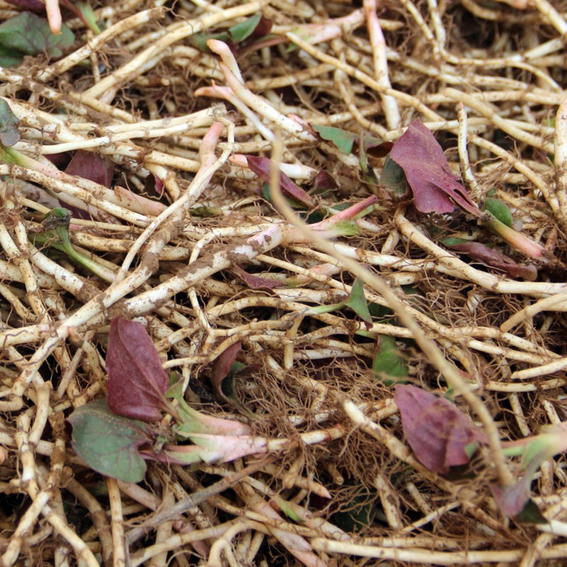 【青青】理顺发 0.5-5斤贵州折耳根新鲜现挖高山鱼腥草农家凉拌菜