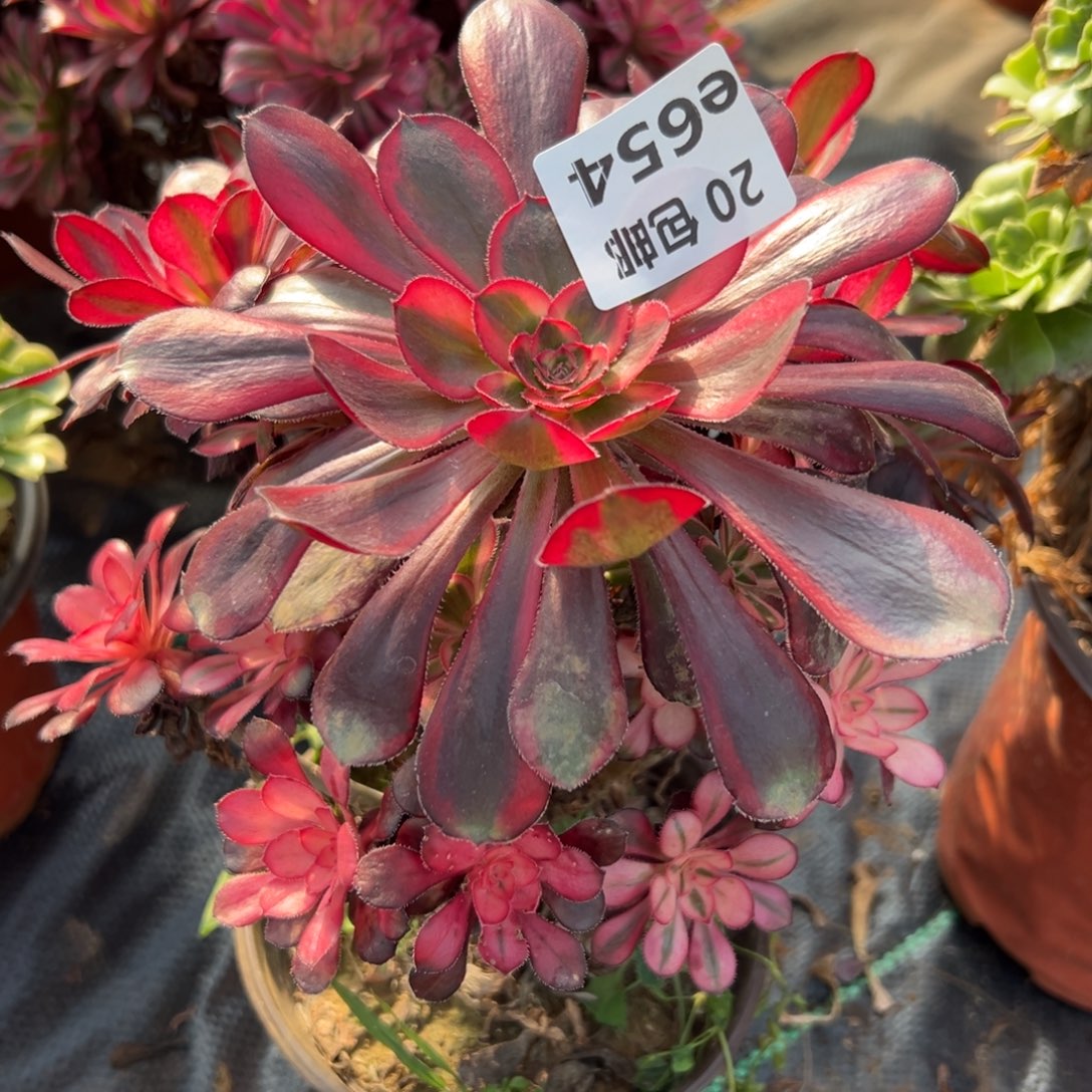 654香奶奶，满20包邮嘟叮熊