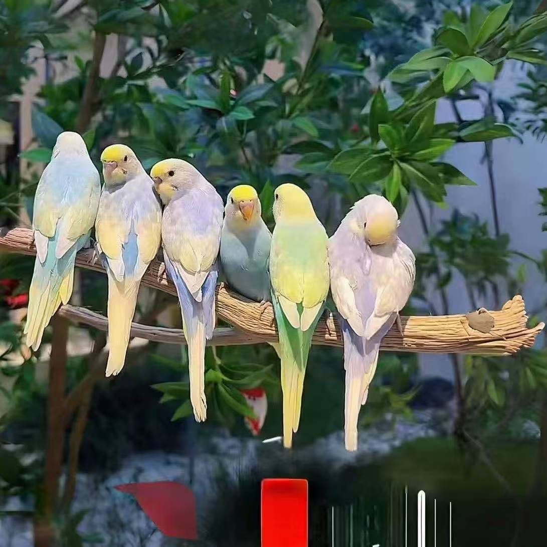 鹦鹉直播间纯手养金彩会学说话鹦鹉宠物网红小鸟手养亲人包活到家