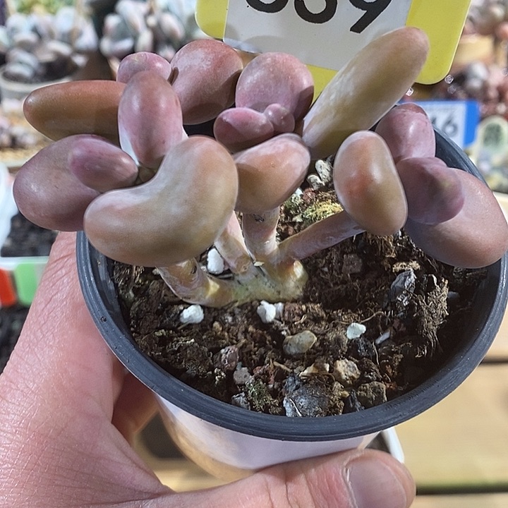 芒果奶639号的啊啊啊多肉啊啊