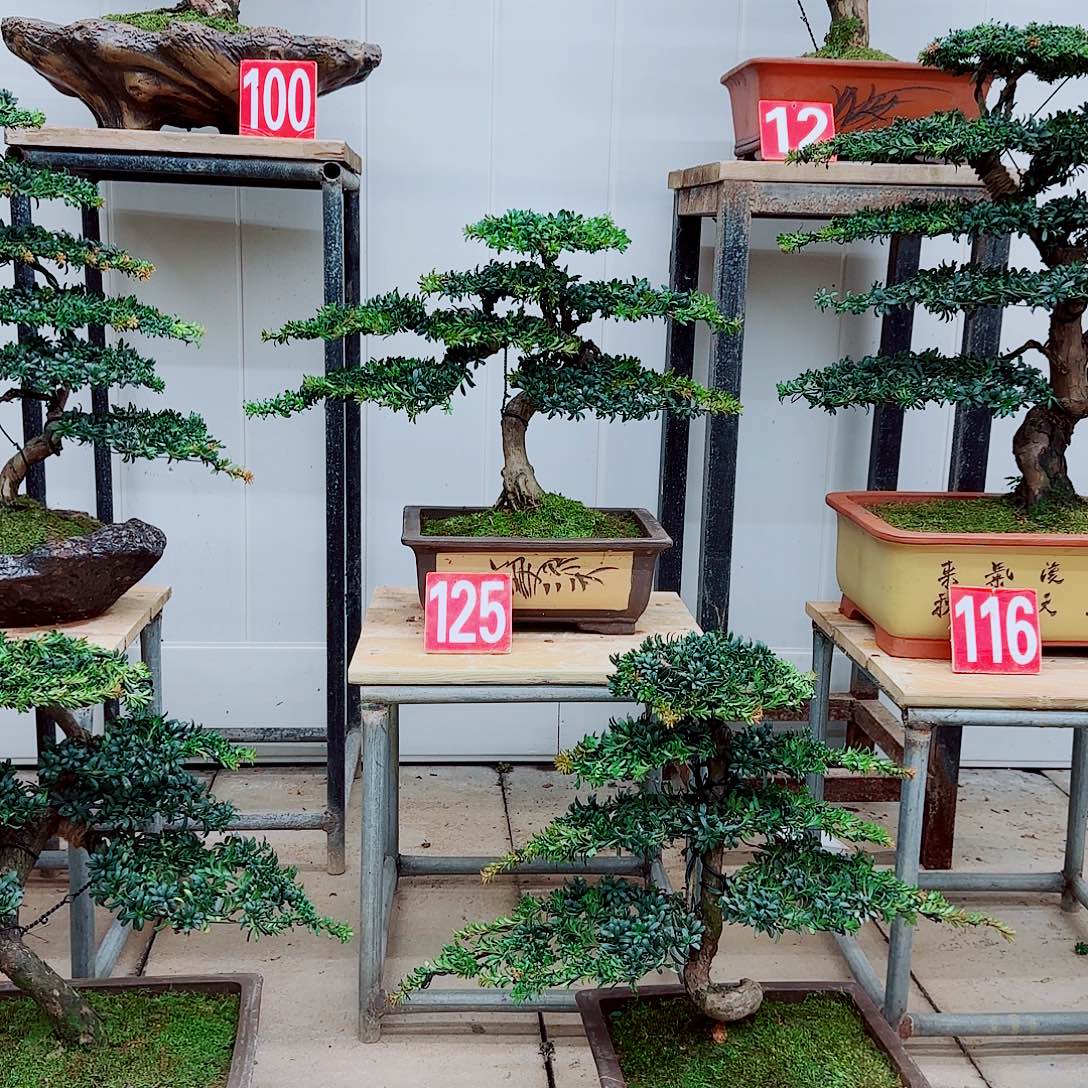 完全开放盆景园林盆景