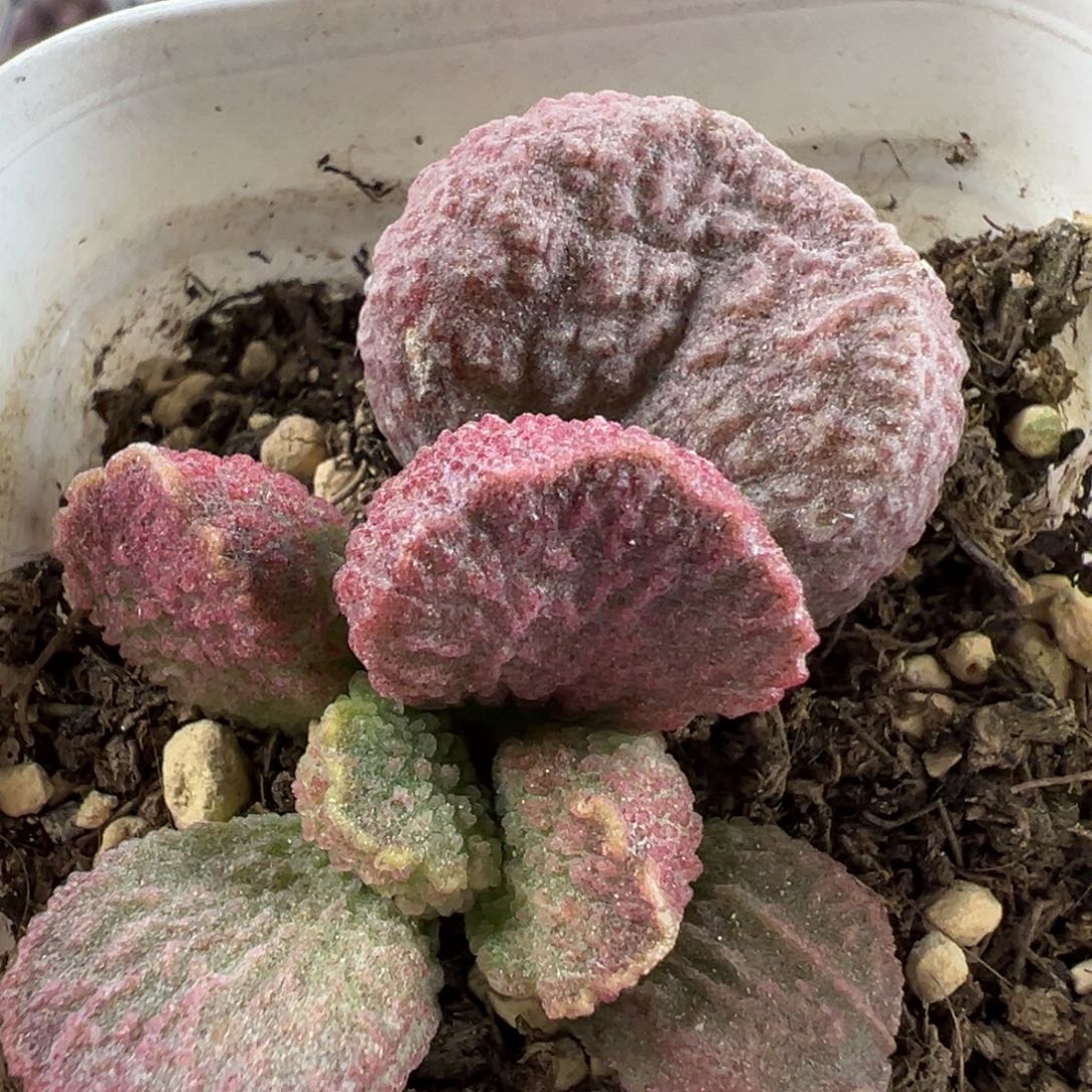 实生底叶苗纹路款红色系多肉植物