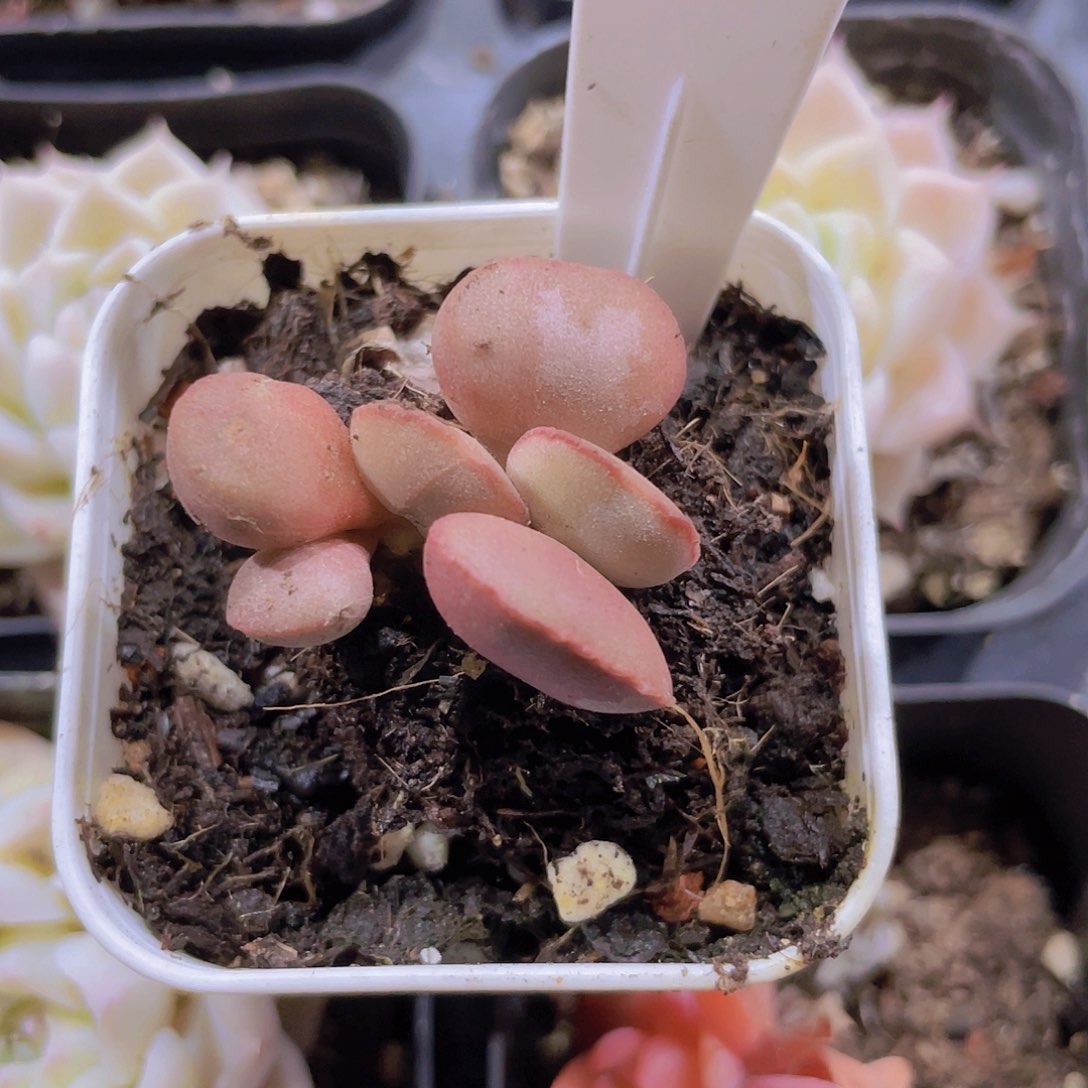 红蛋a030一物一拍多肉