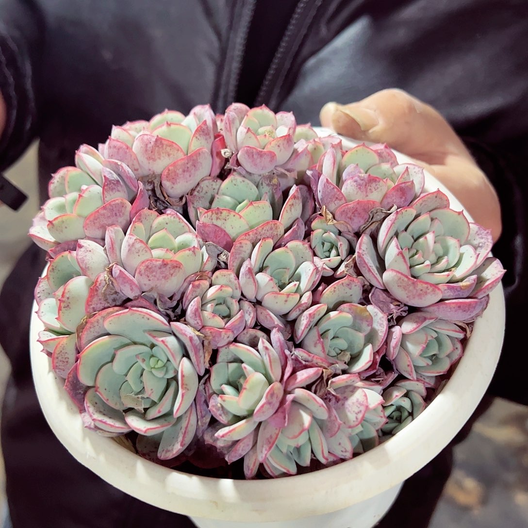 凌波仙子多头大盆群