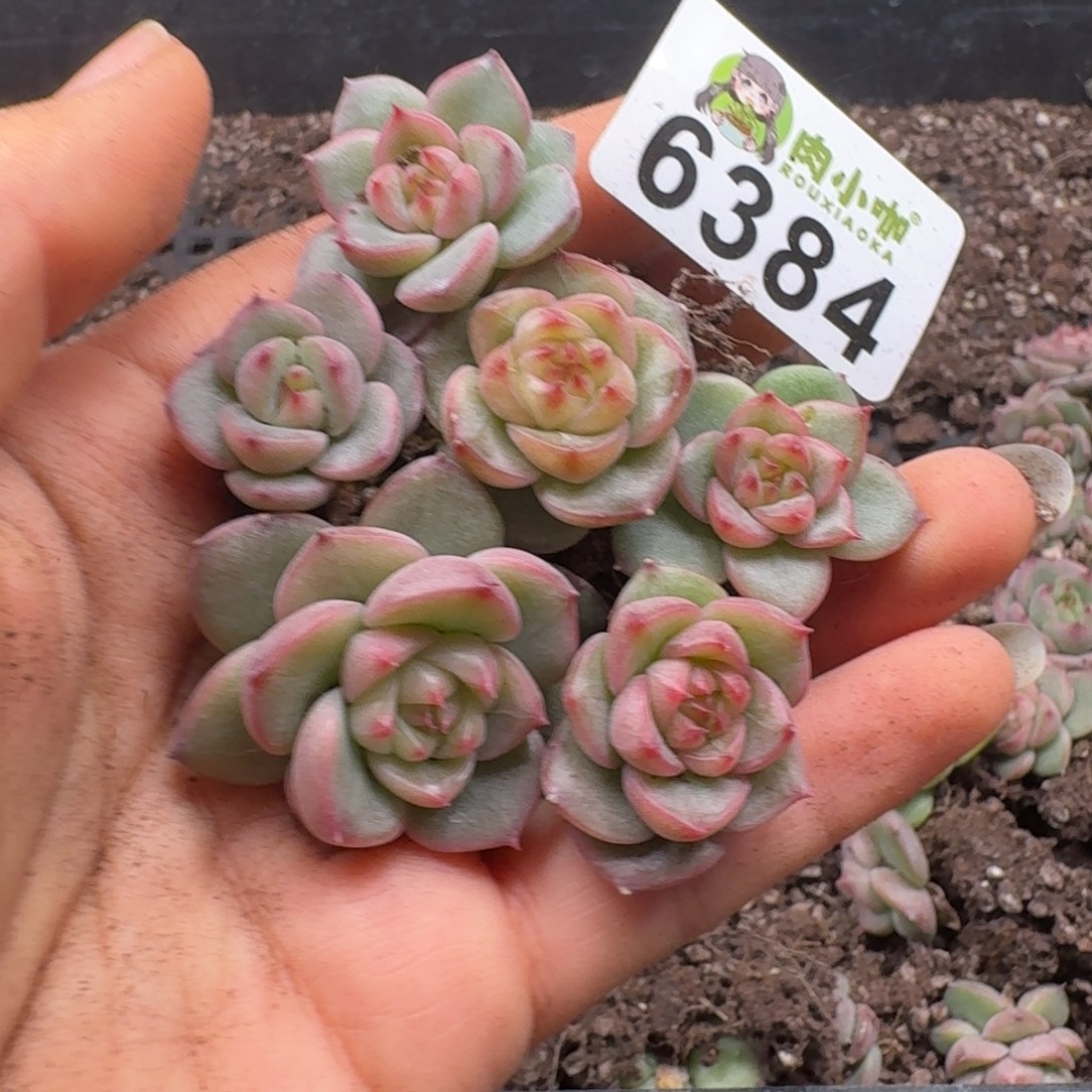 多肉植物多肉植物