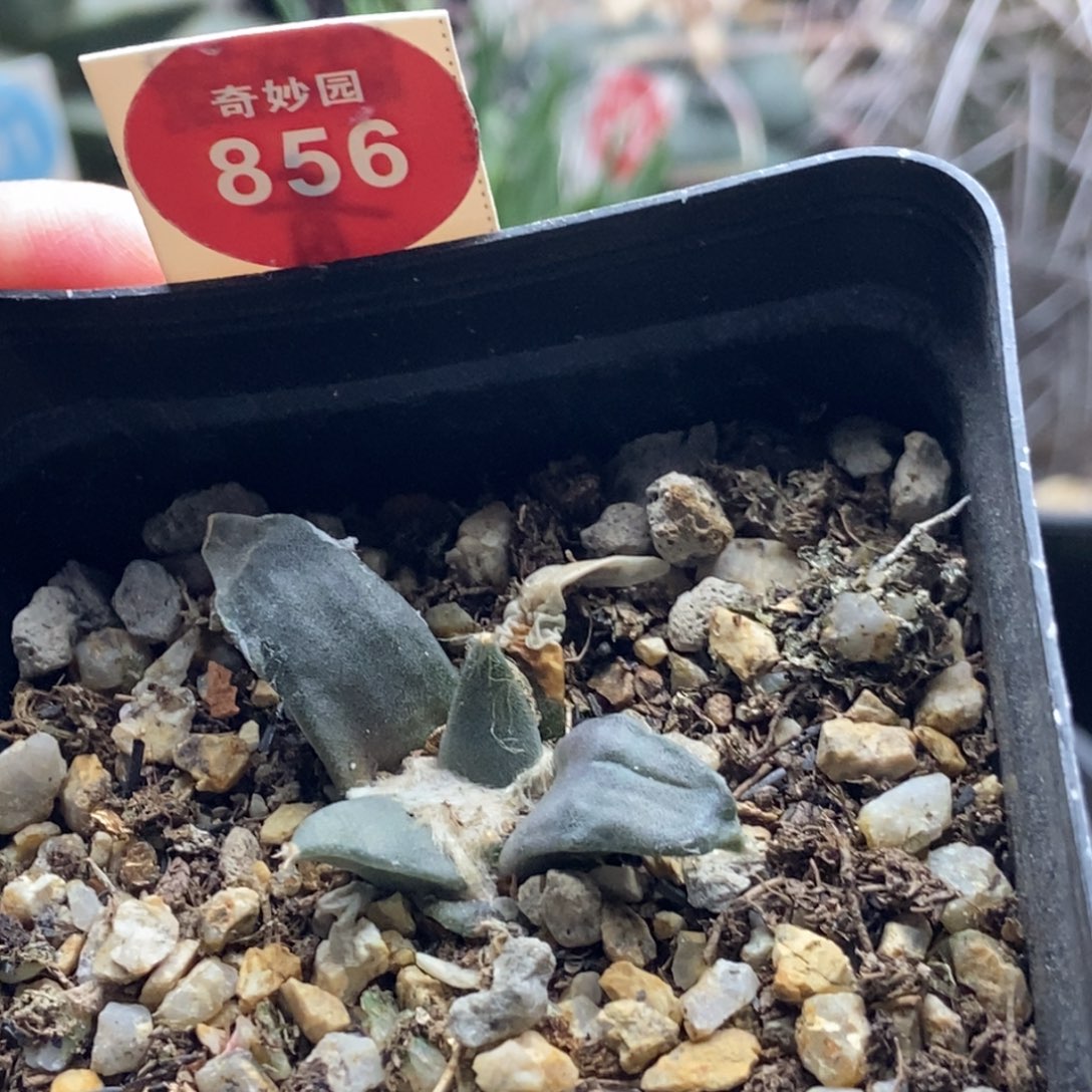 实生牡丹一颗仙人球