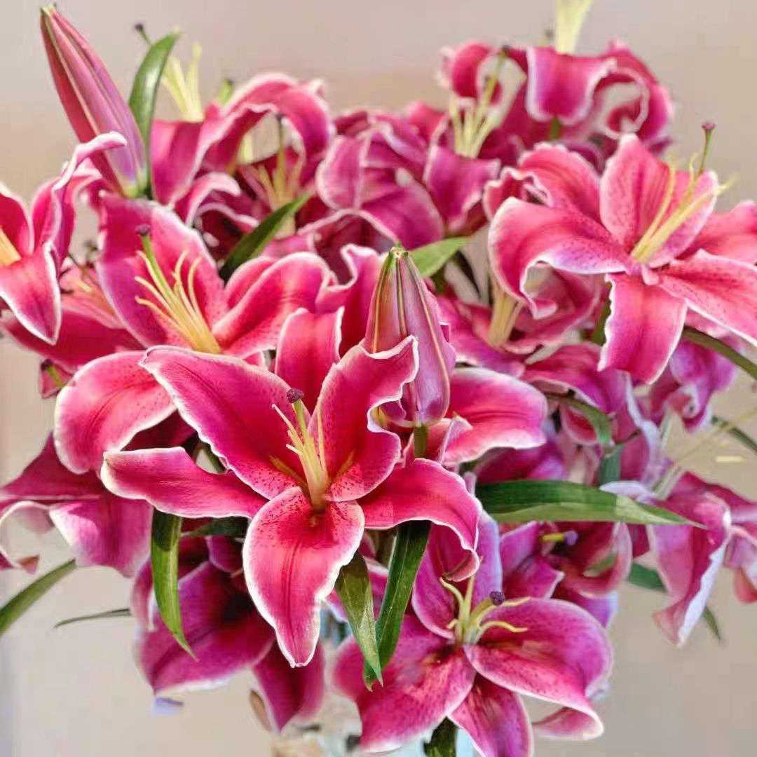 【两单顺丰一单中通】黑美人香水百合网红百合花材直播间卖花