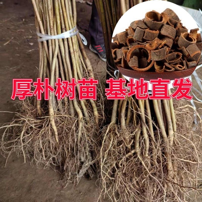 厚朴树苗厚朴树苗剥皮卖川朴紫油厚朴苗庭院种植经济造林产地直销