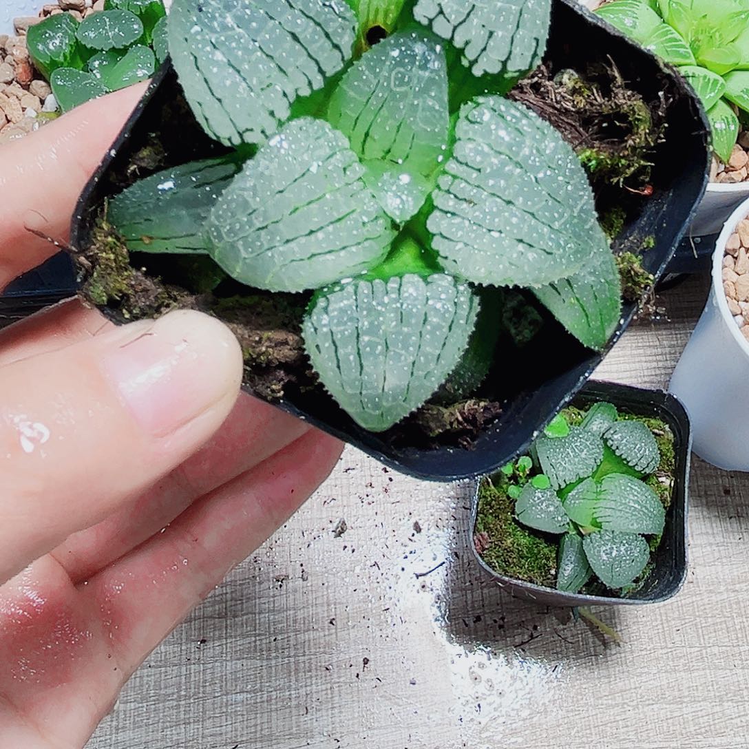 天空之镜多肉植物66666