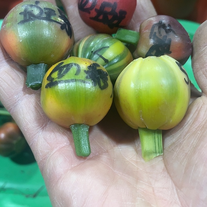 囍***完全开放君子兰四季开花稀释甲醛