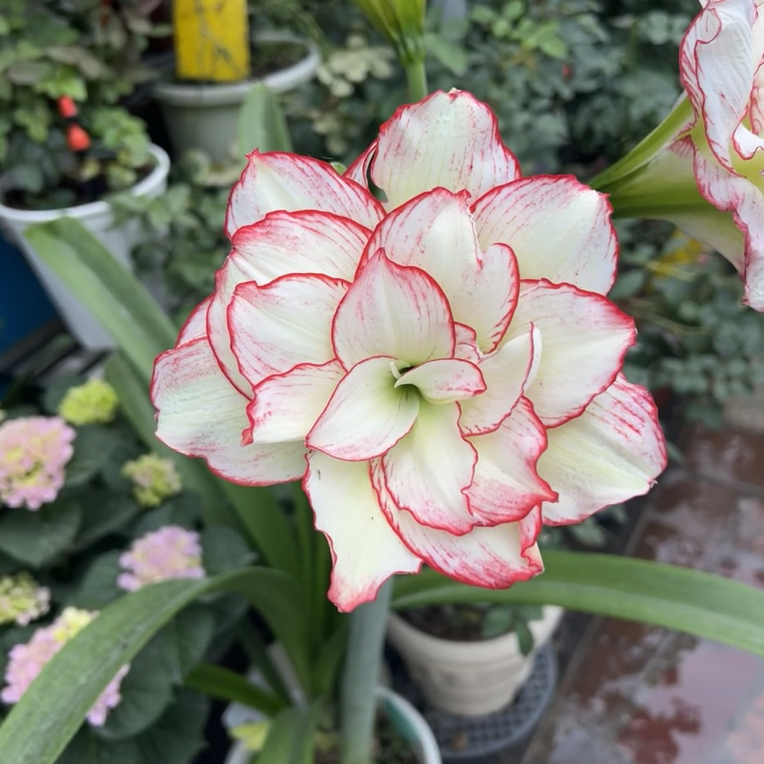 【皮皮】国内自育品种