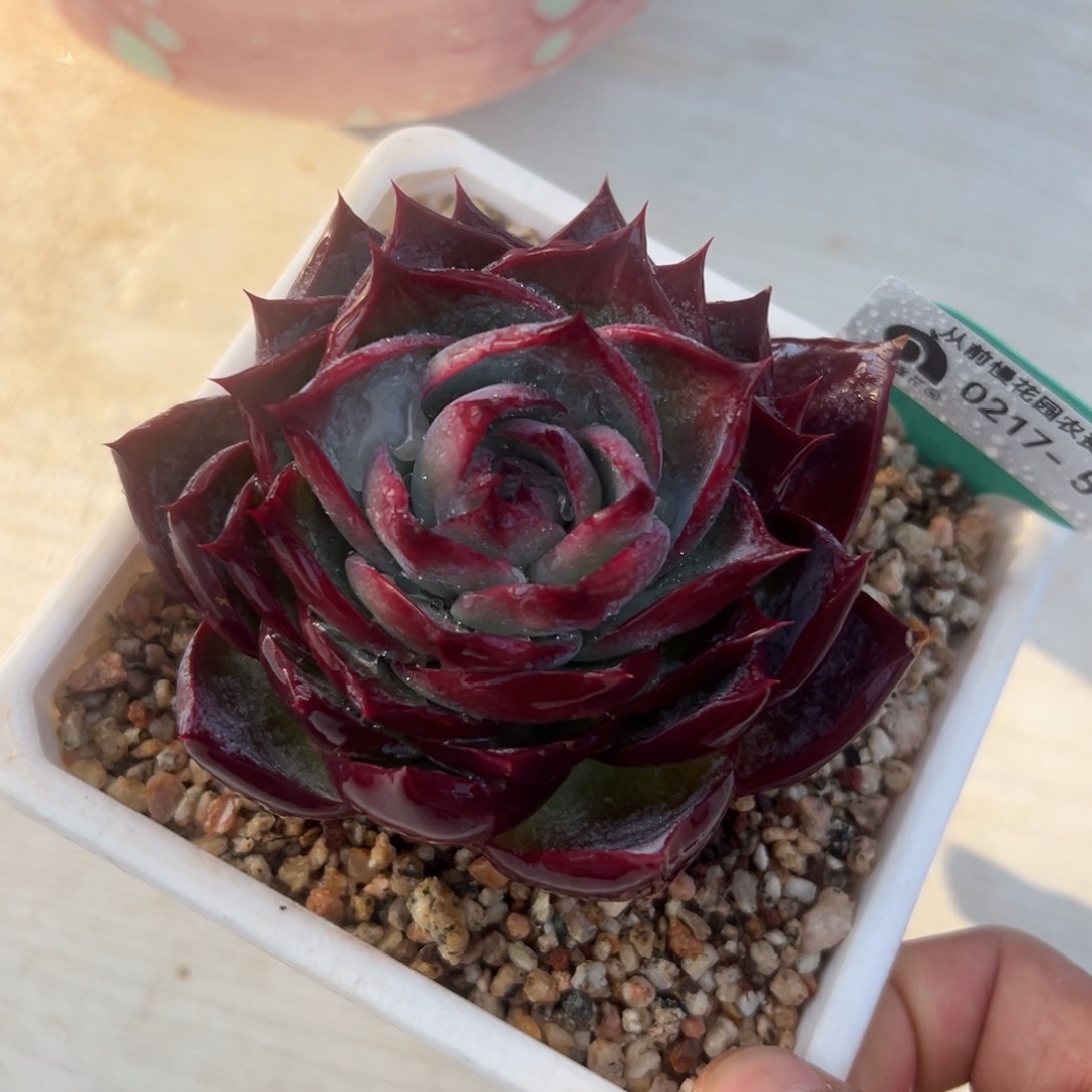 多肉一物一拍0217-54