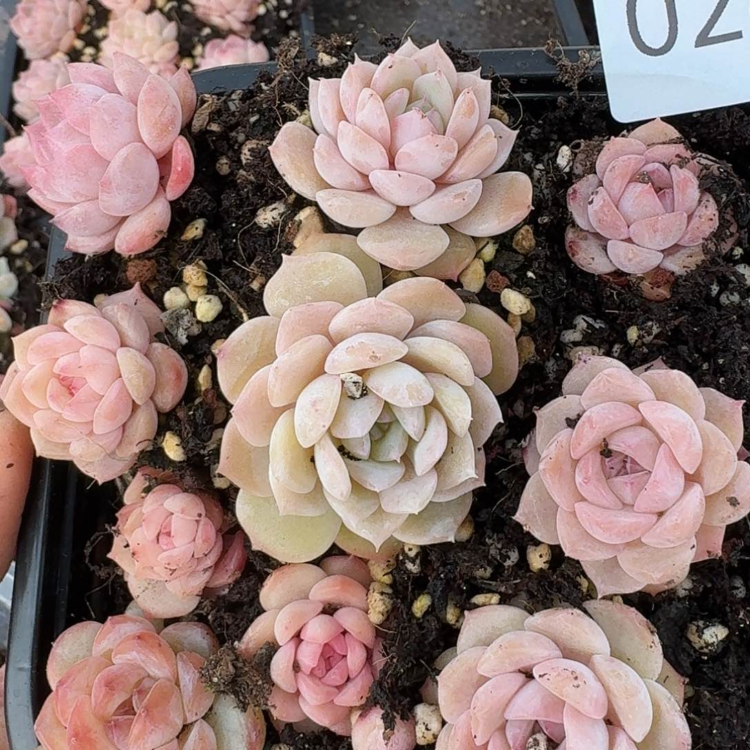 杂交新品珍妮多肉282