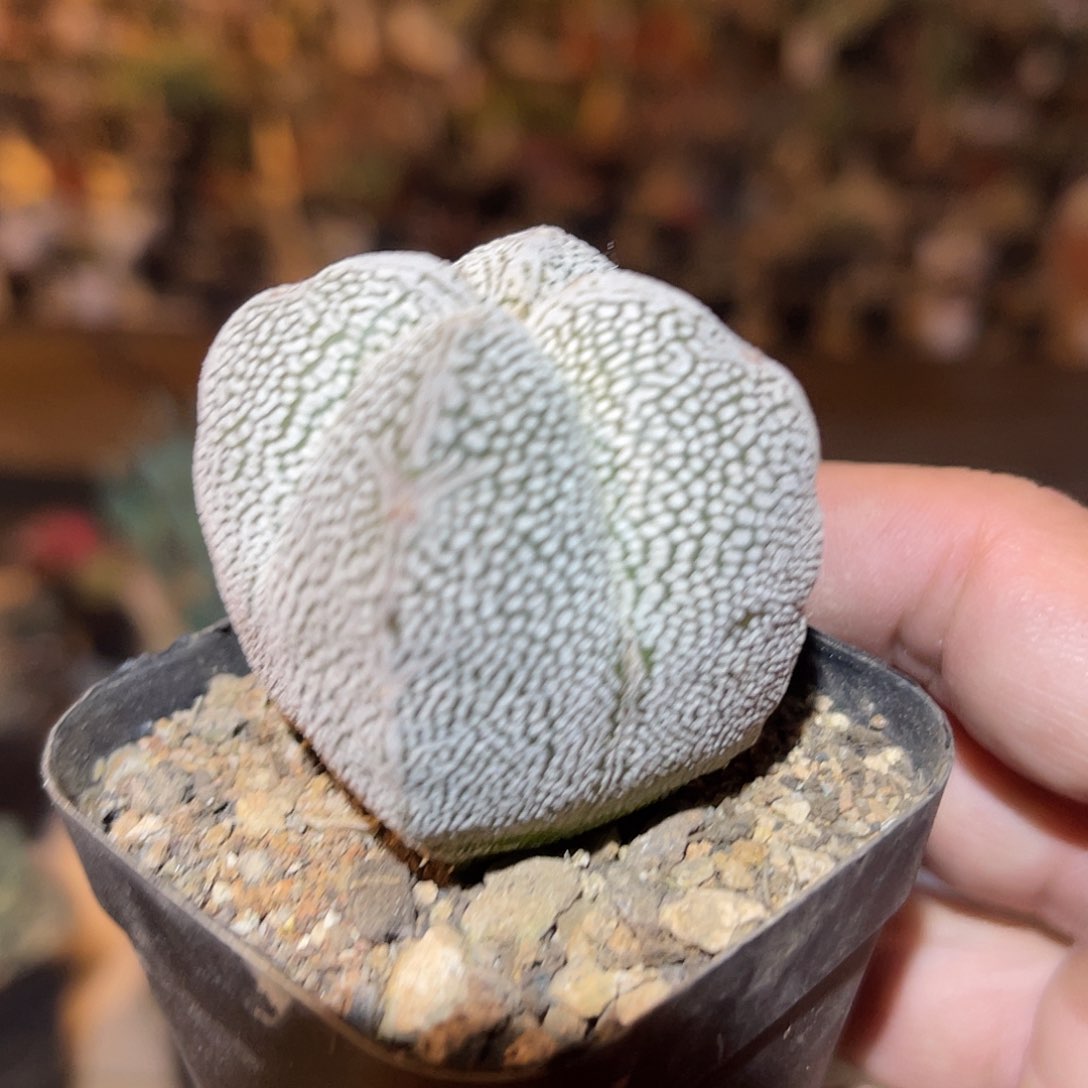 满38包邮2天凑单，脱土晾根发货多肉植物实生四方恩冢