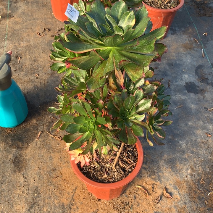 爱***艺486.487魅影七彩两颗包邮特价