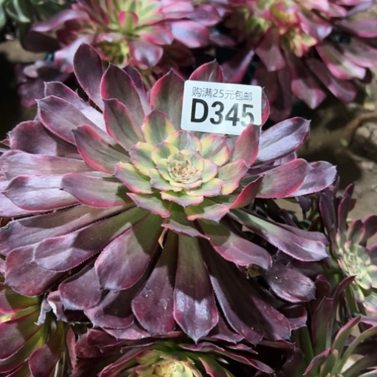 飞***F多肉植物一个