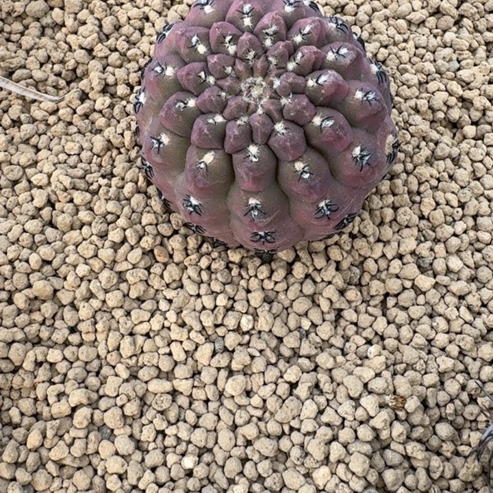 仙人球，绿体豹头，有根