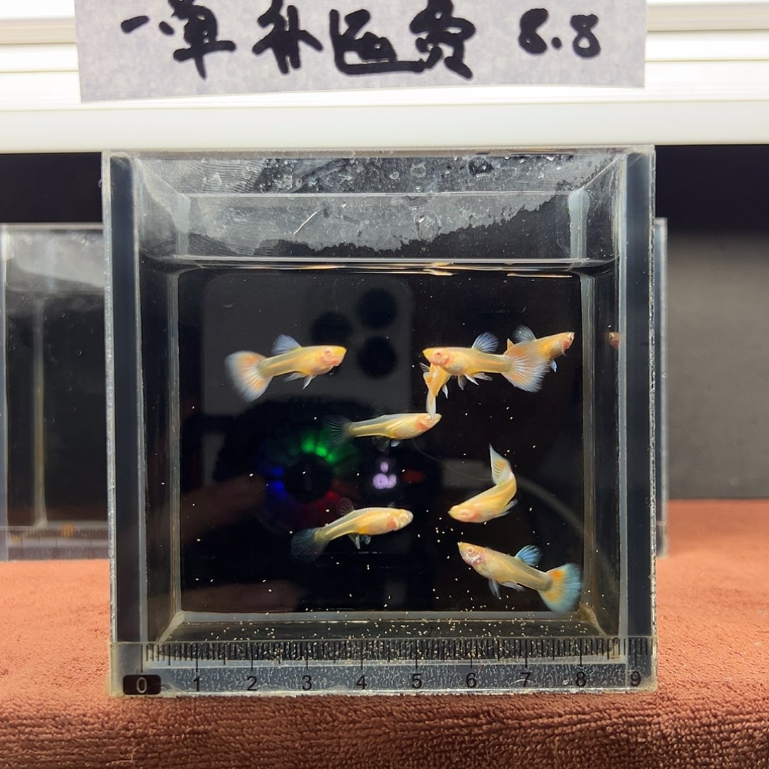 孔雀鱼紫白火烧云6公两母