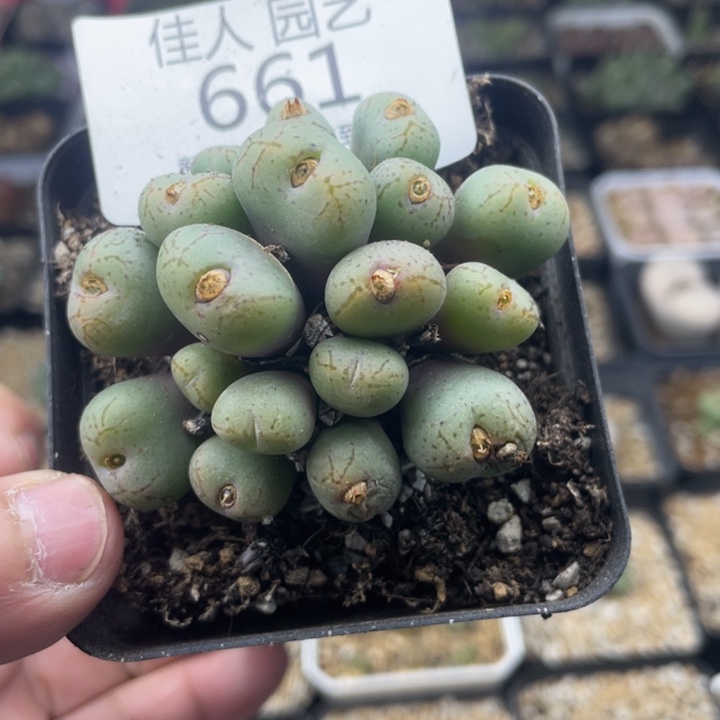 佳人园艺 老周多肉上福利啦花纹玉661
