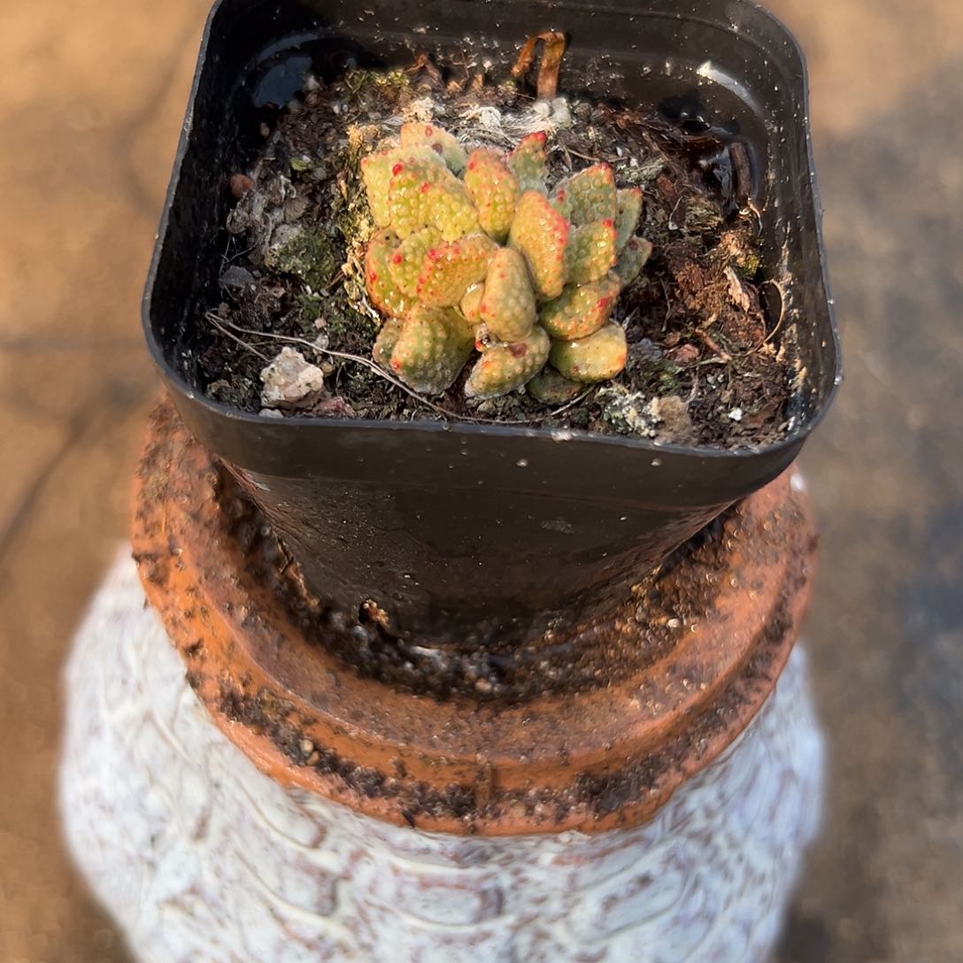 多肉植物火星兔子