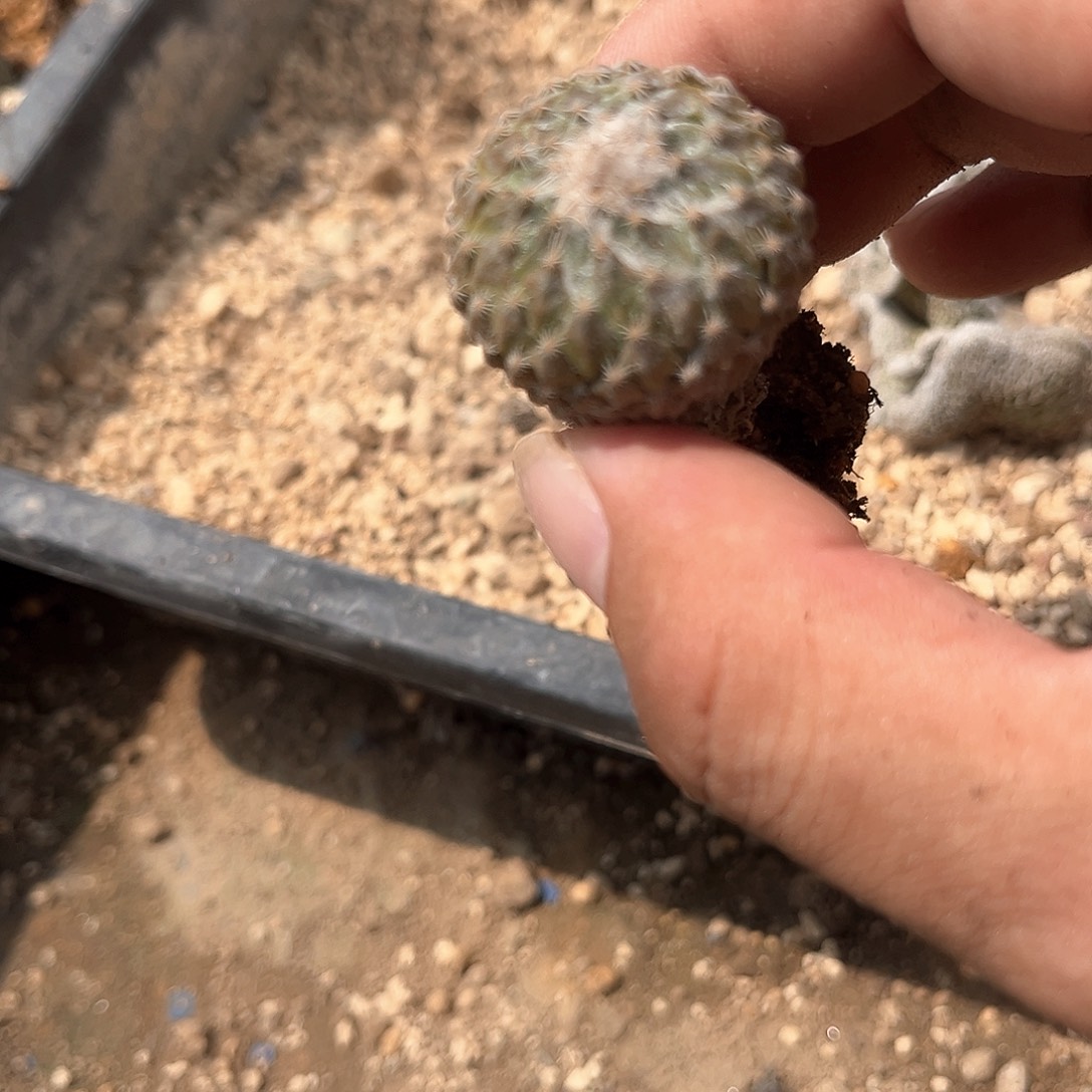 刘***杰一个银牡丹大大大