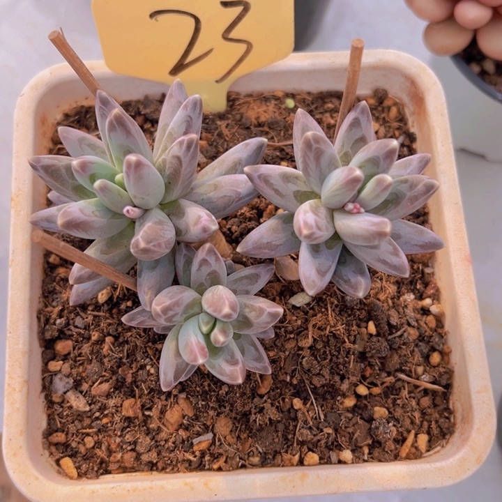 健健康康平平安安多肉葡