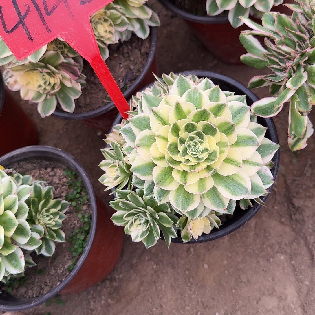 梦***瑶4142白蓝地多肉法师