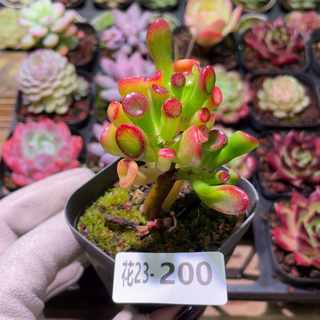 花利美23-200吸财树