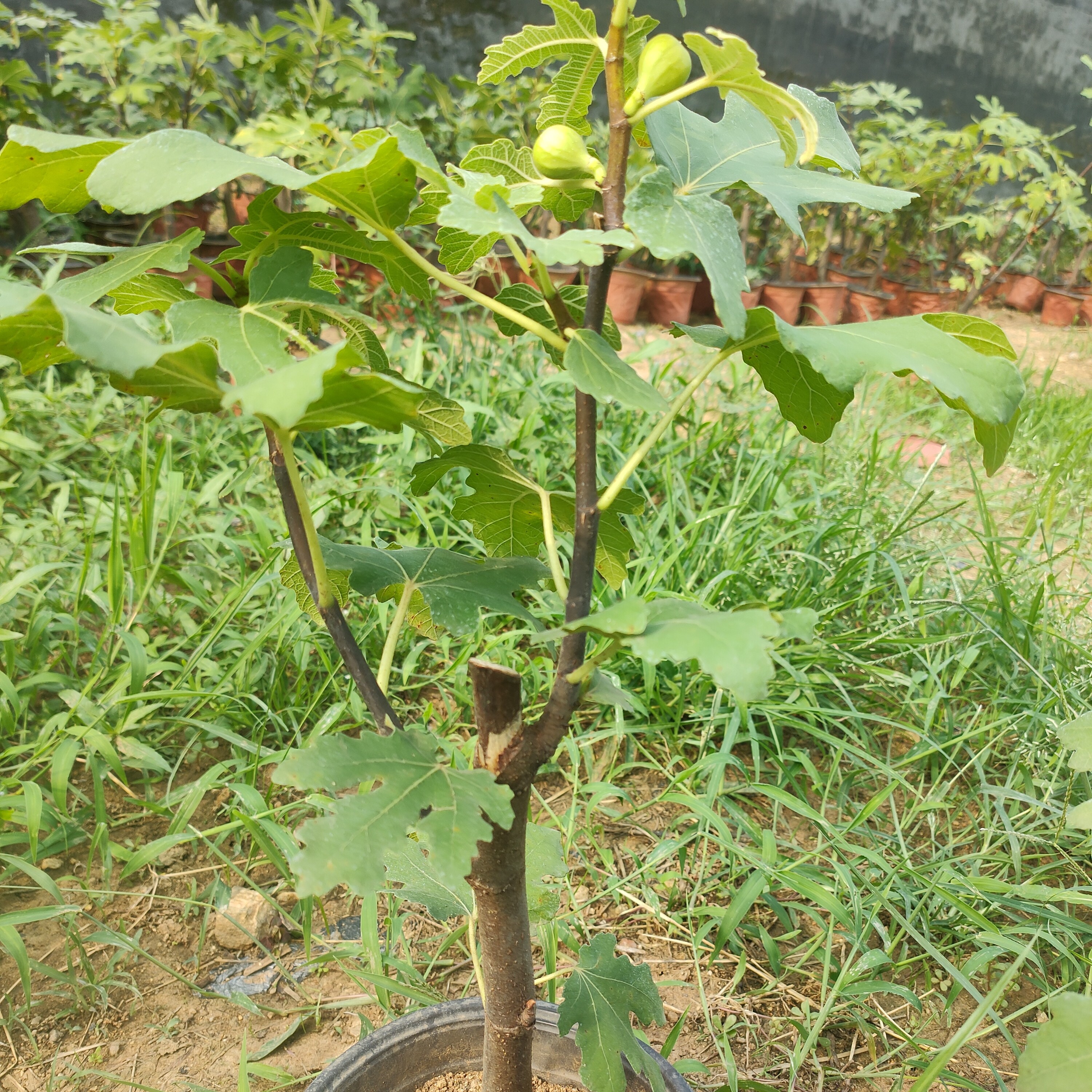 甜盟波姬红芭劳奈无花果无花果树现挖地苗，修剪裸根发货果树