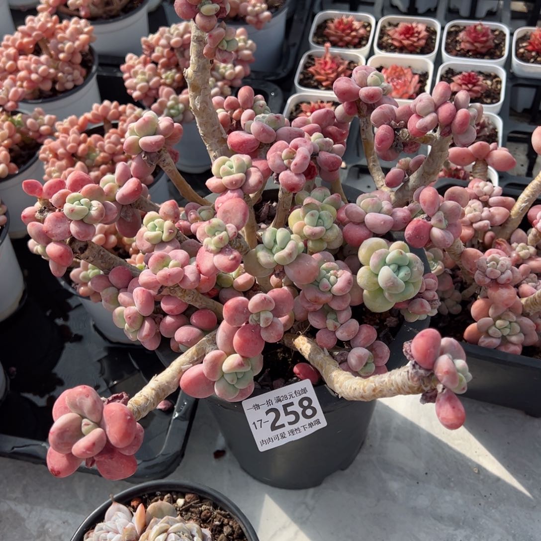 洛神有断肢多肉多肉多肉多