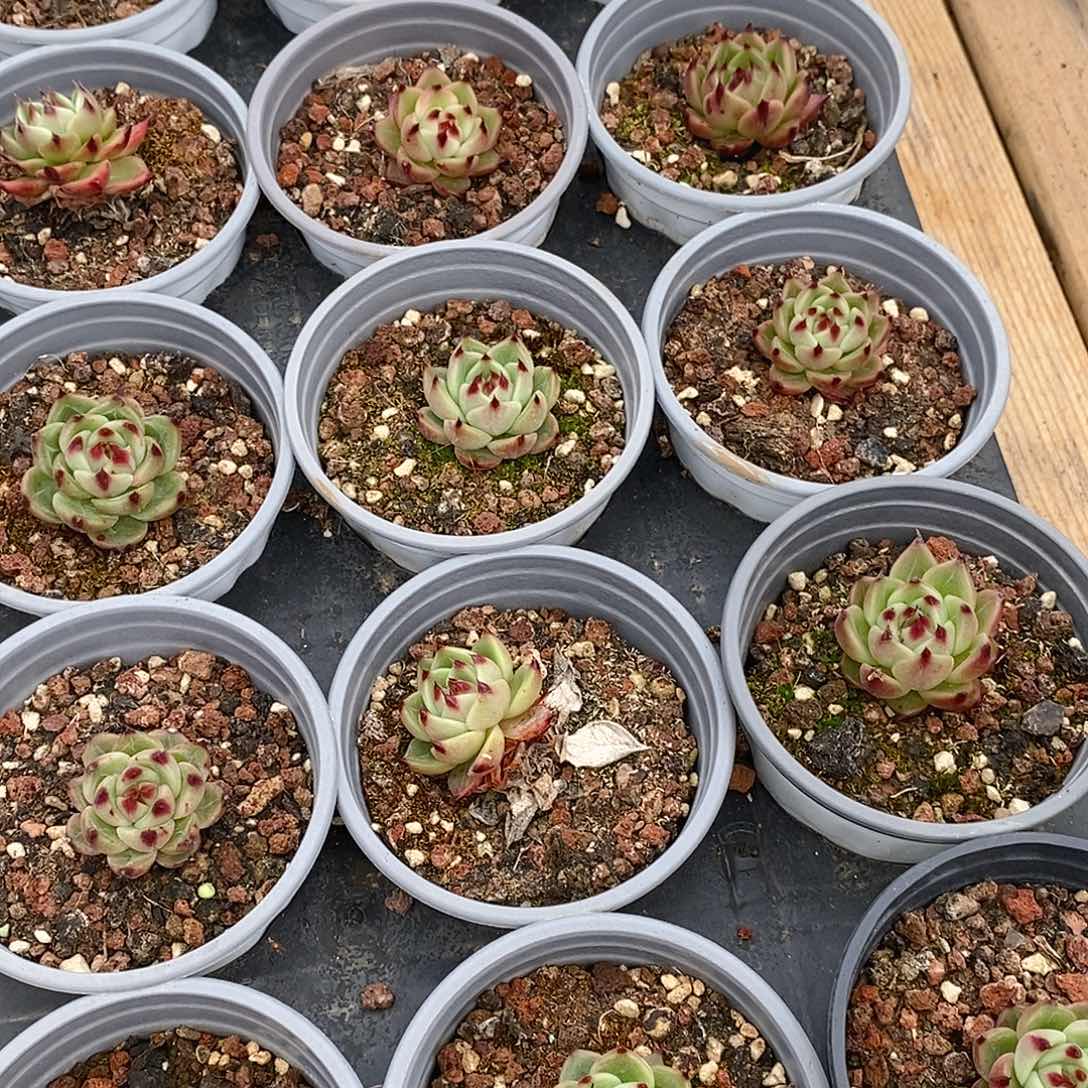 金汇园艺，小蓝龙