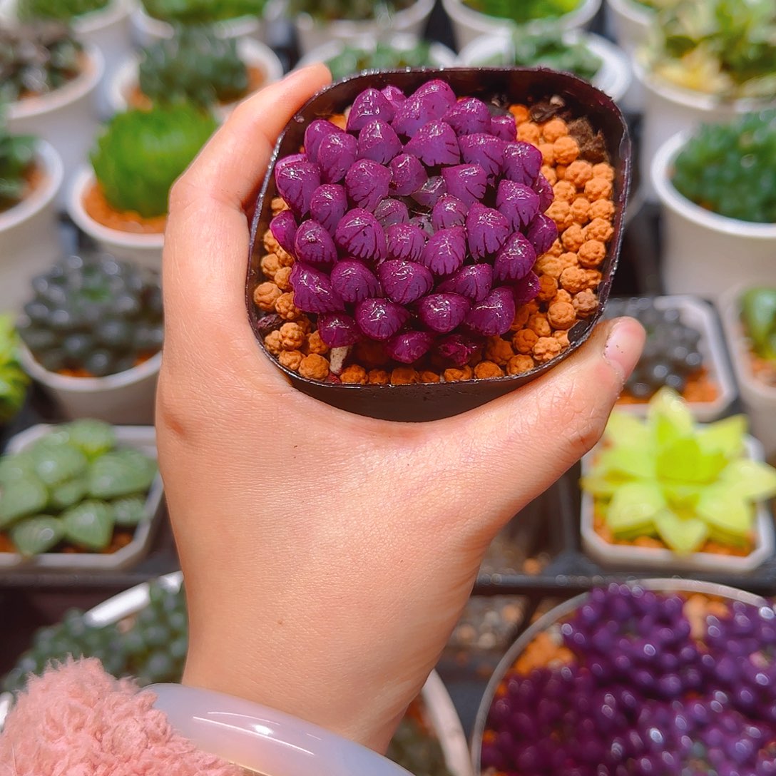 紫宝石冰灯玉露，原盆