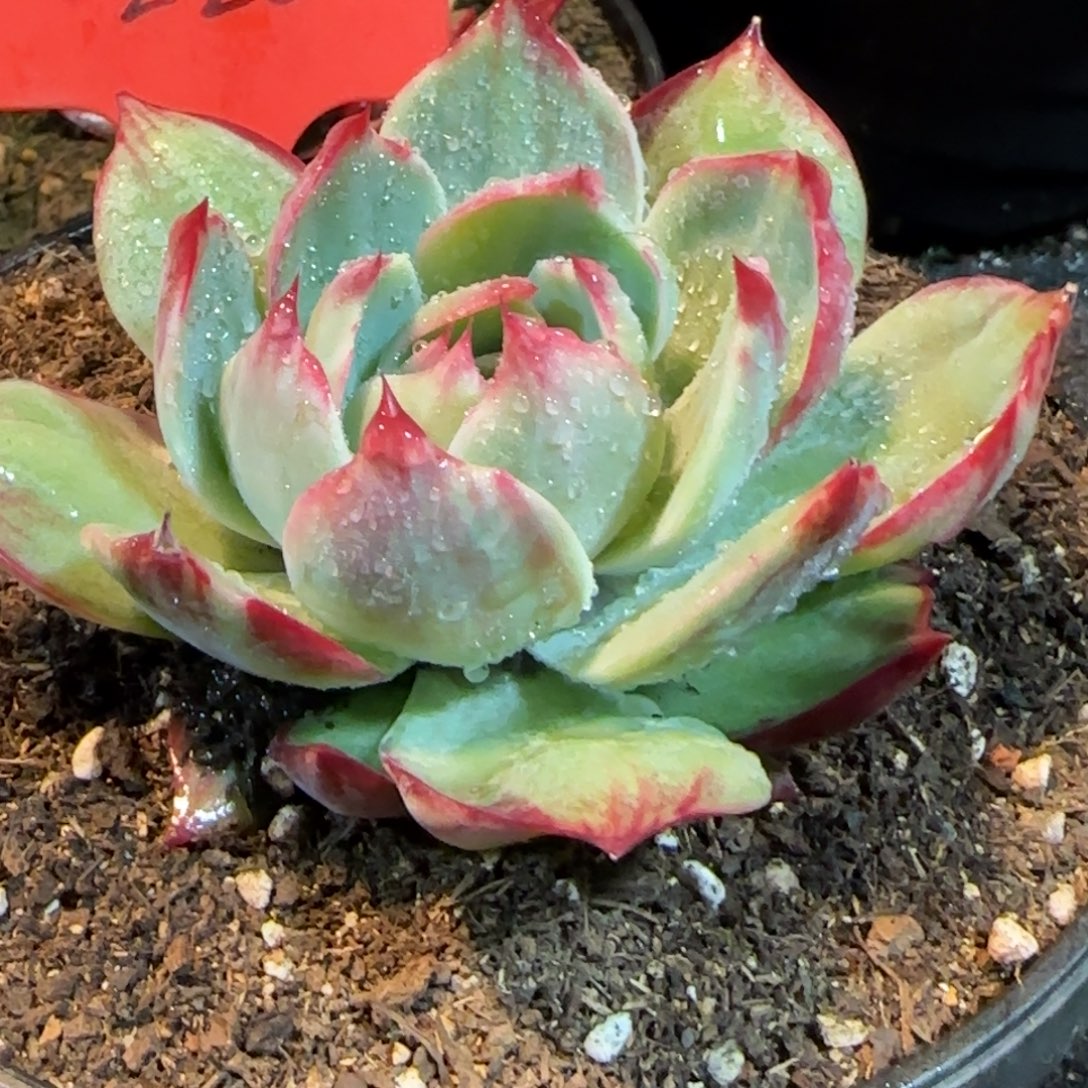 立叶拉丝惊鸿一物一拍包装收缩花旱220