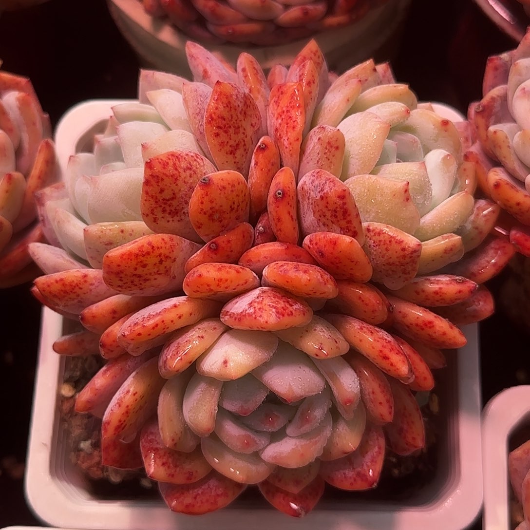 精控趴地老庄一物一拍