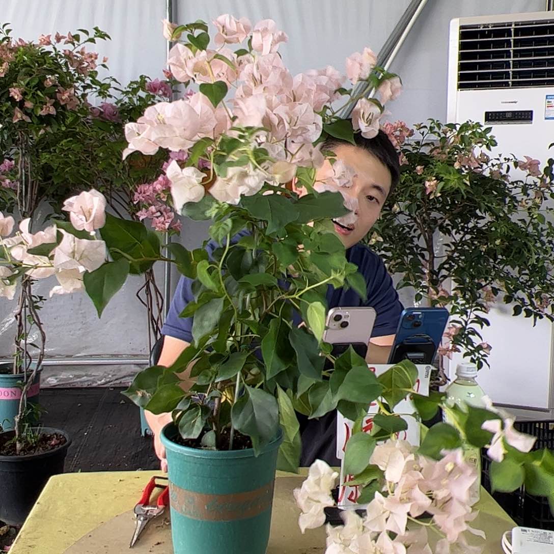 当前无花栽培后可以开花暗斑丽人一颗