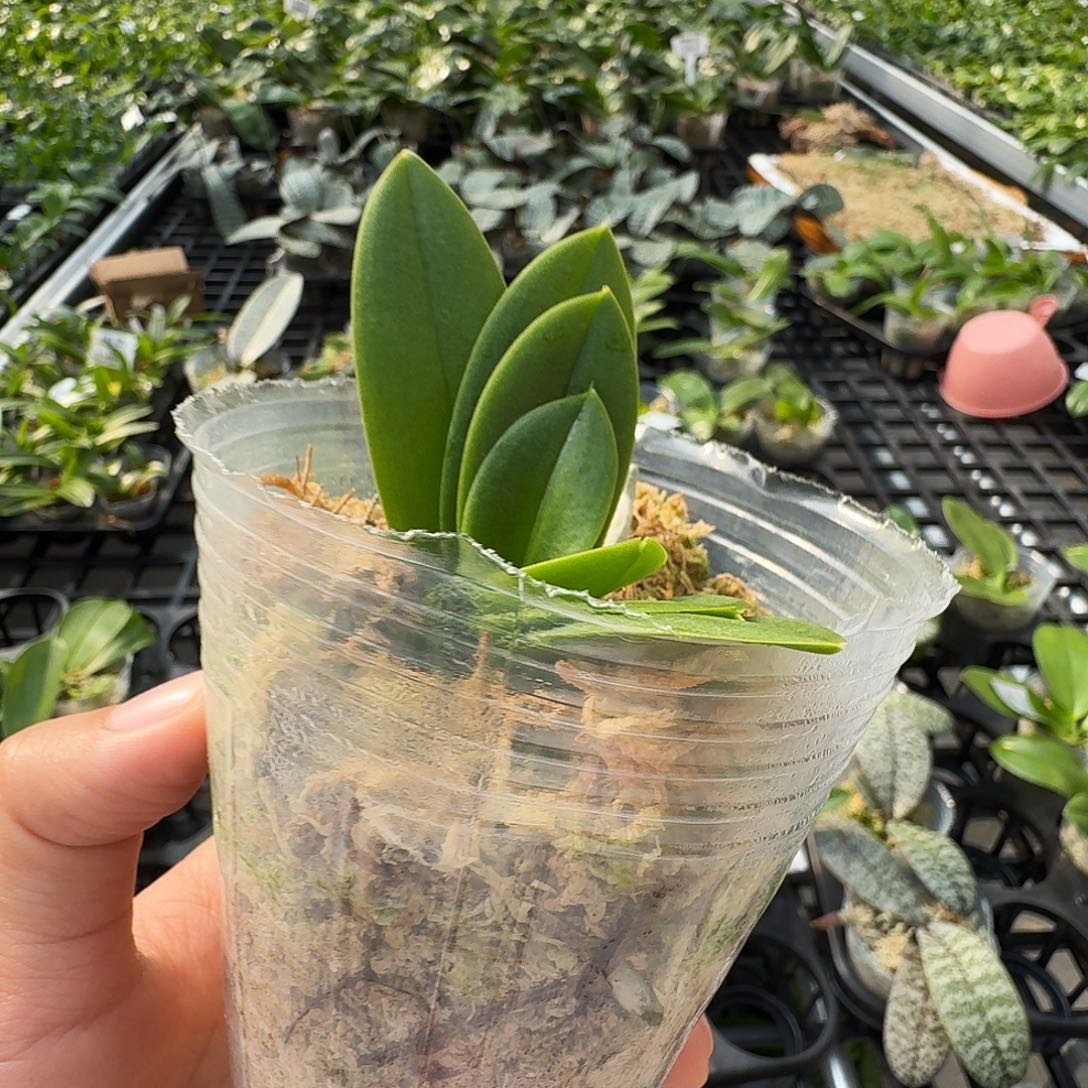 无花朵小茴紫2.5 无根