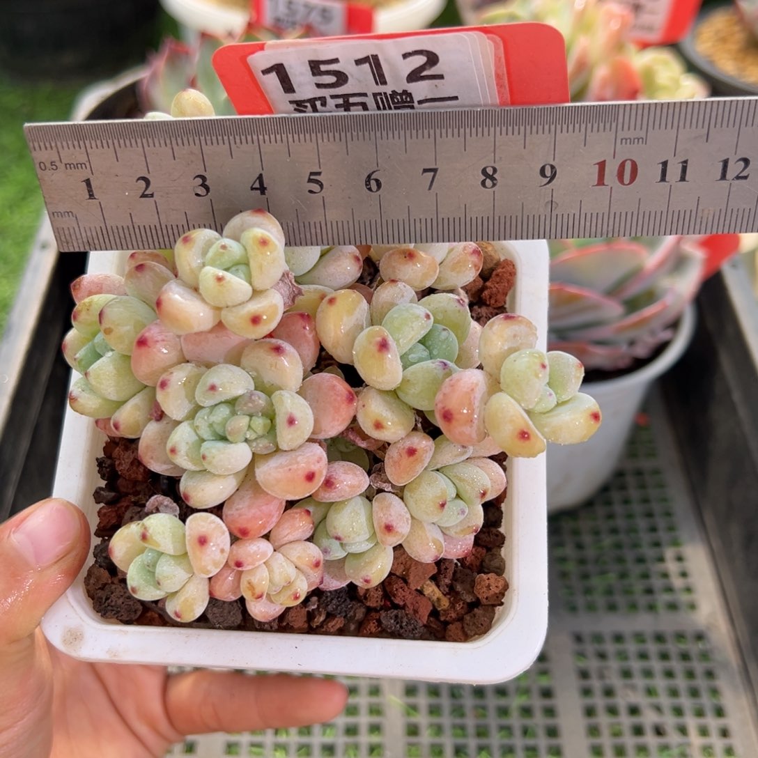 表妹精品多肉1512: