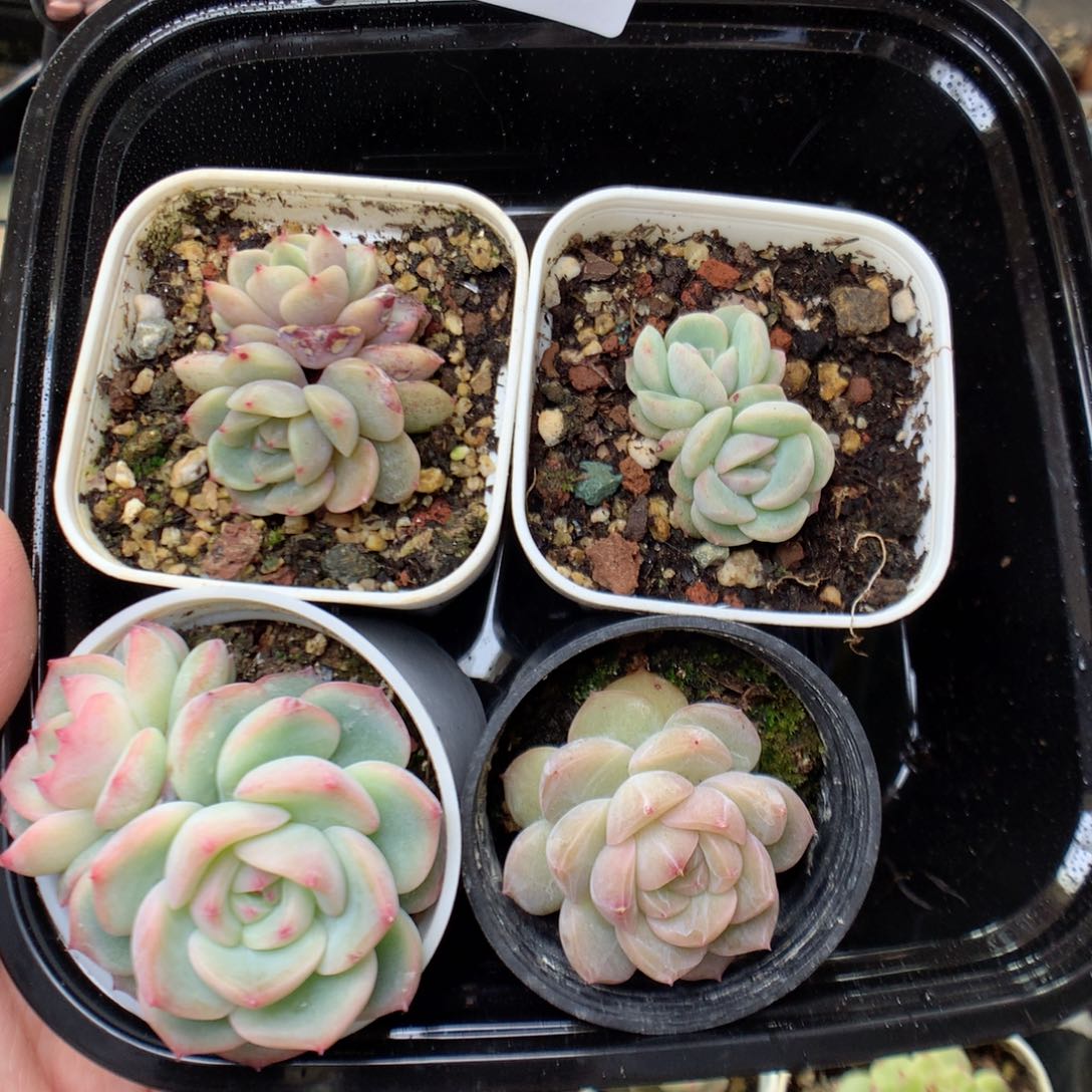 X25 ，20包邮两天凑单偏远不发货