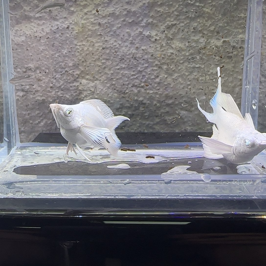 黑玛丽鱼瓷白玛丽。56号