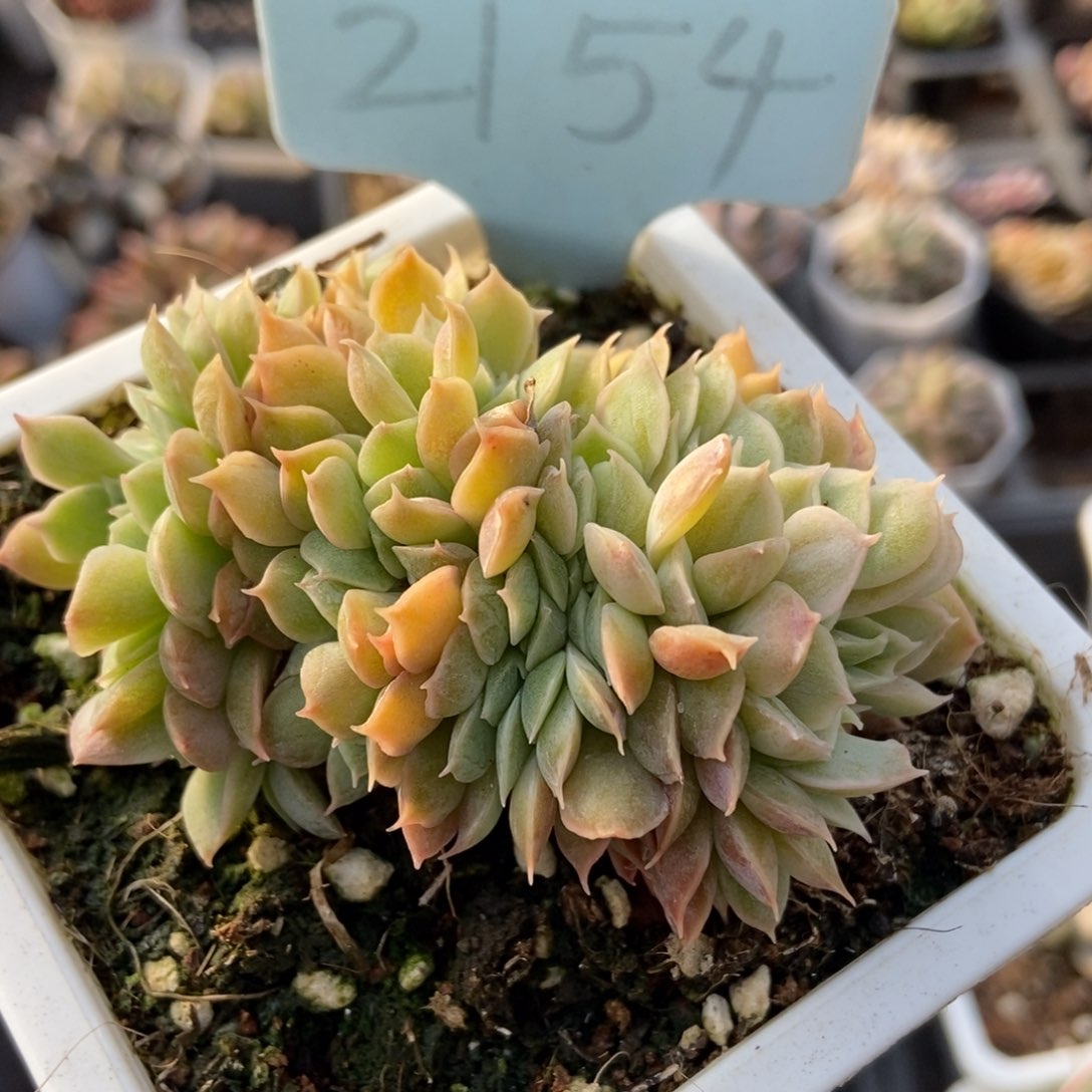 2154昂斯诺缀多肉植物