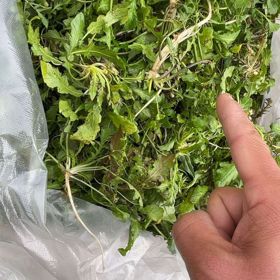 中国大陆野荠菜白菜地里长的二斤