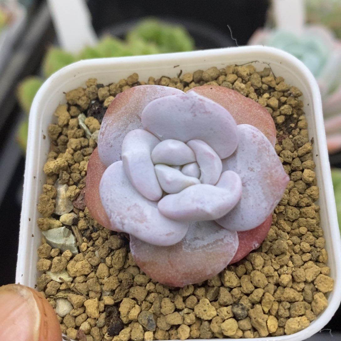 精品多肉一物一拍不包整28