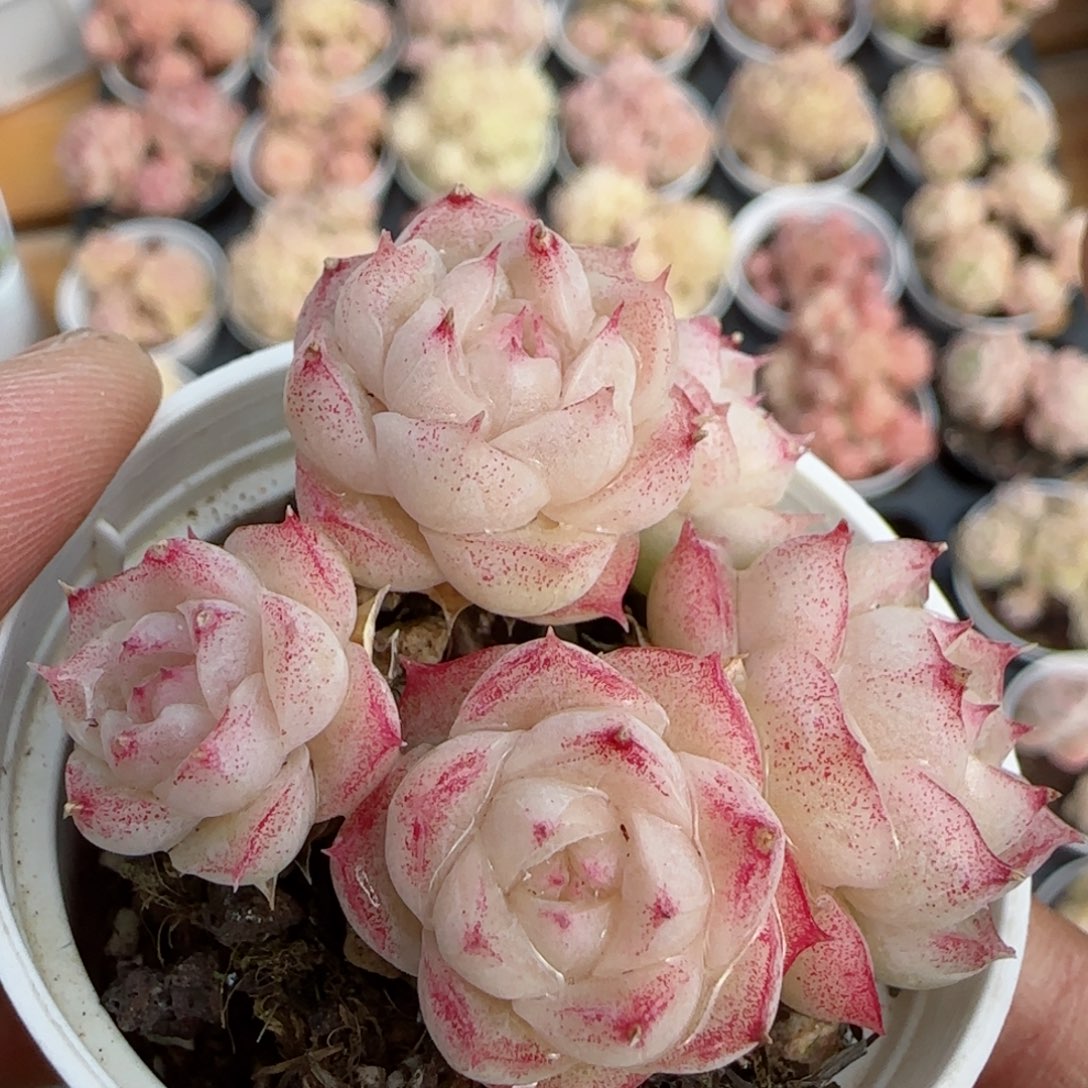 【闪购商品】0226-141包子