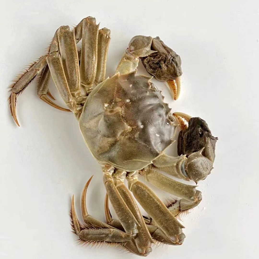 大闸蟹母蟹4两/只【3.8两至4.2两】当场验收