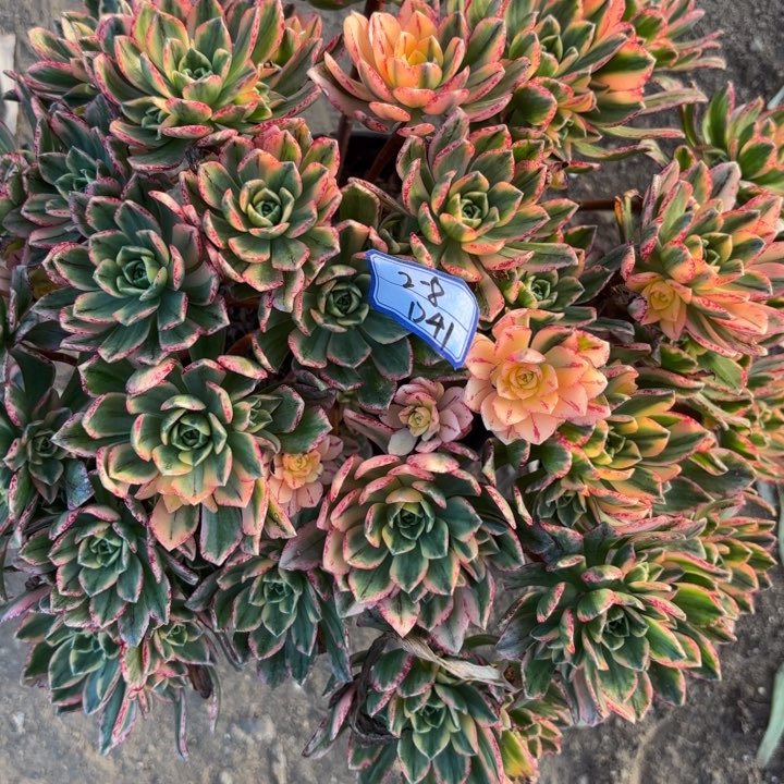 甜茶多肉断枝不包41