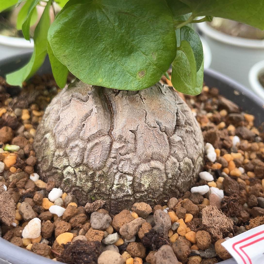 龟甲龙一物一拍591号5.7cm